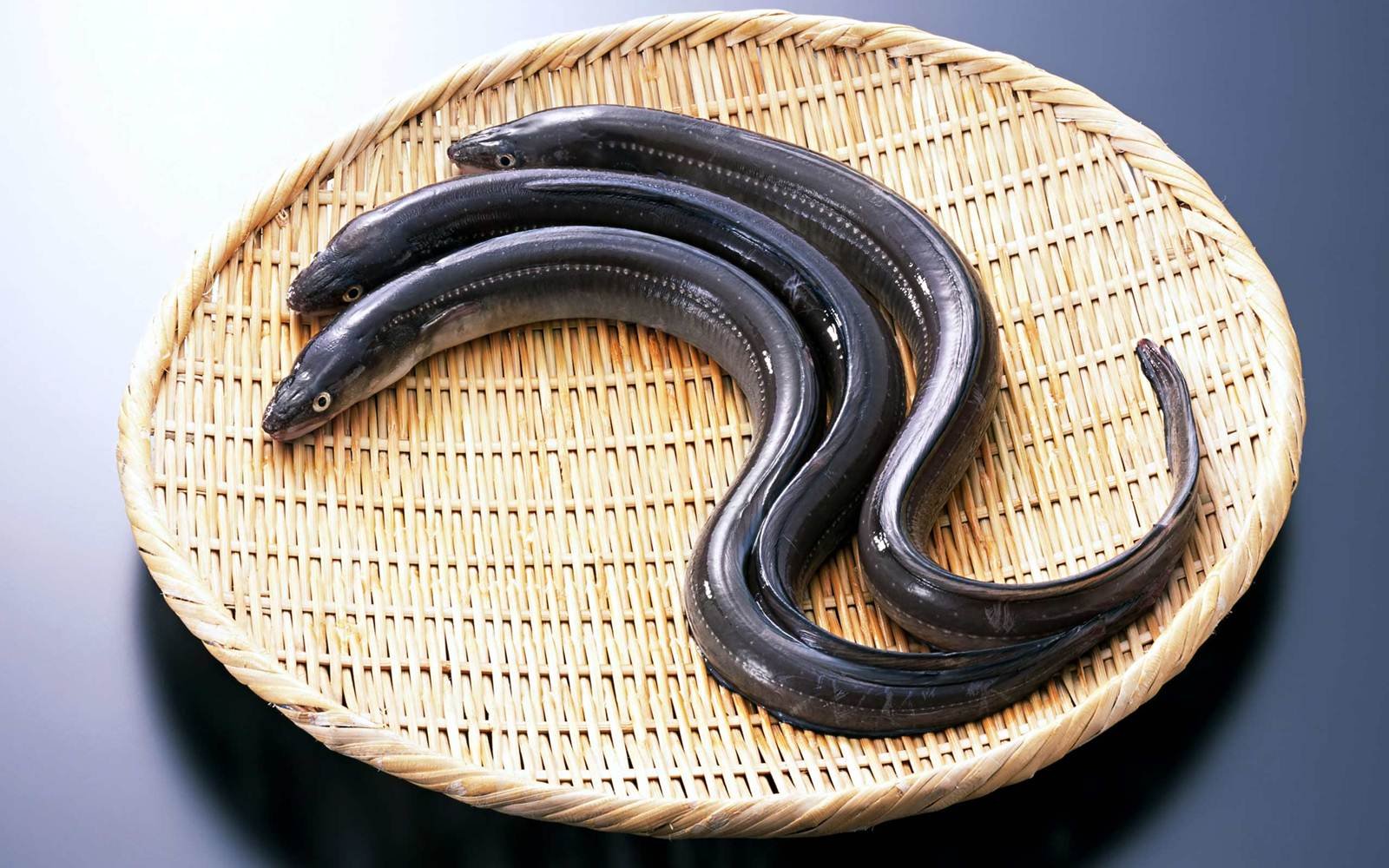 eel