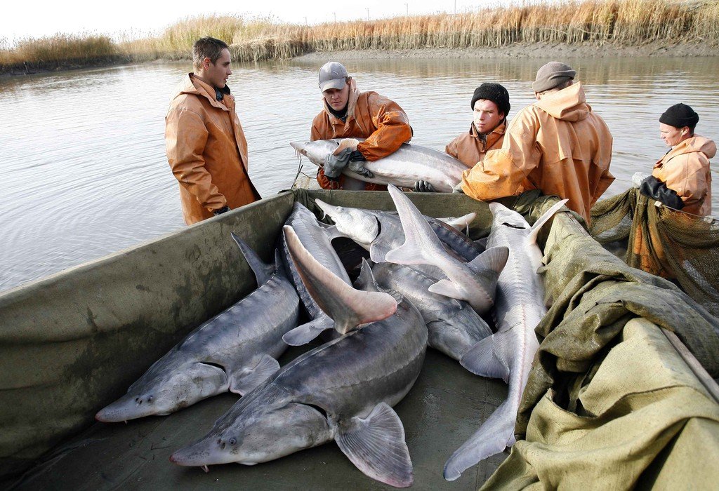 Workers transfer artificially reared Beluga sturgeons to a pond at Donskoi sturgeon farm