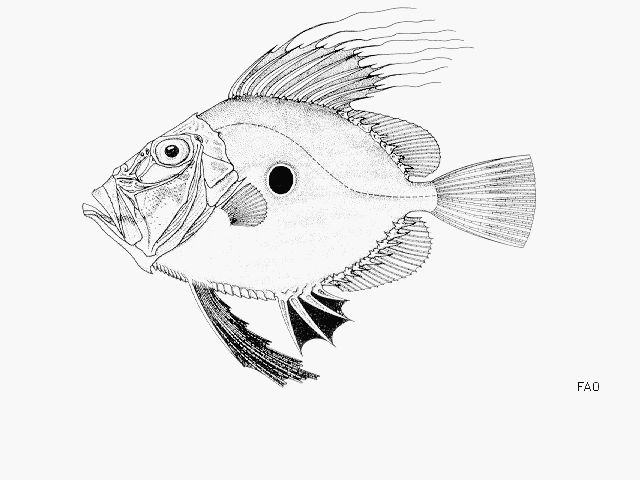 JOHN_DORY